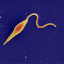 The International Leishmania Network